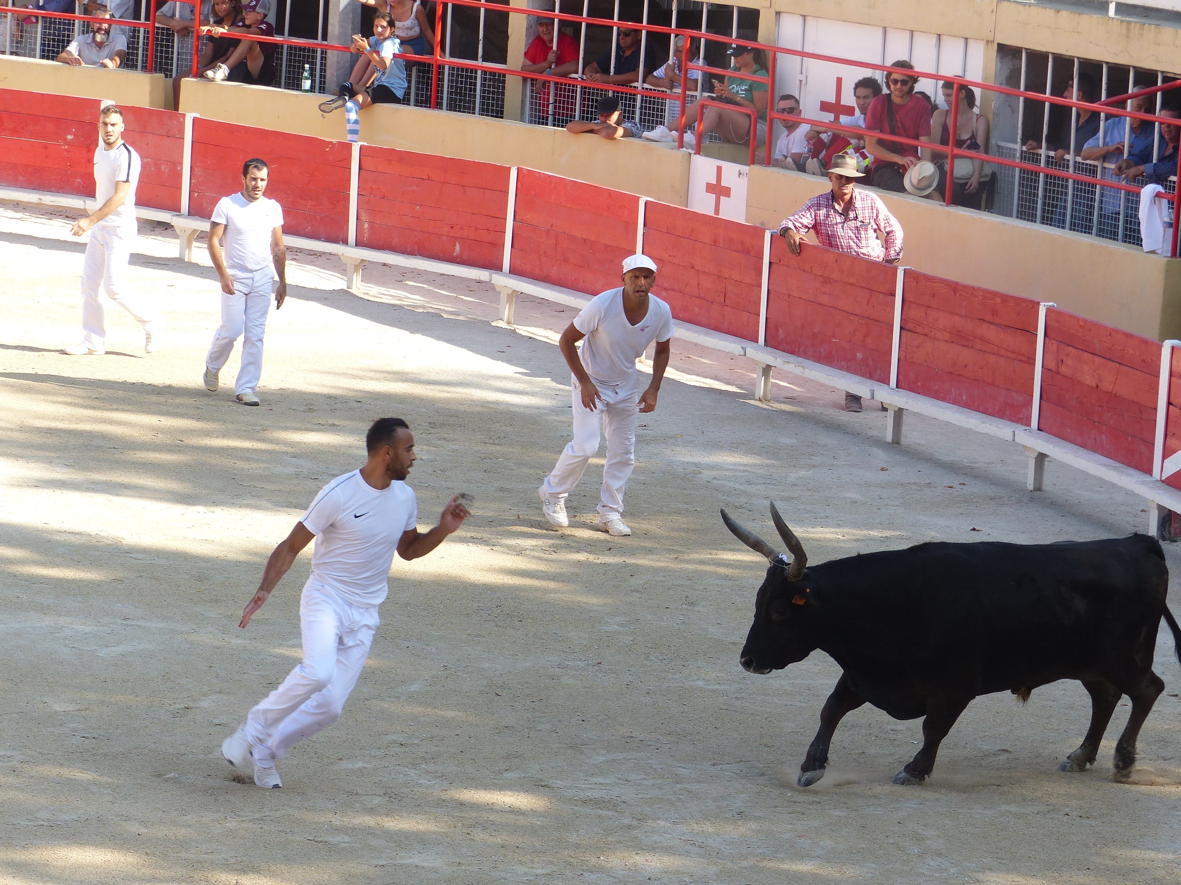 Les raseteurs : ces athlètes de l'arène qui défient les taureaux à mains nues